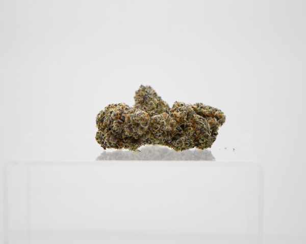 Space Panda (AAAA) - Image 2