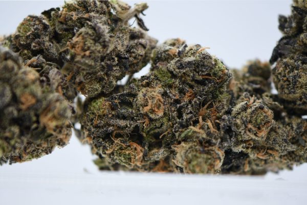 GastroPop (AAAA) - Image 3