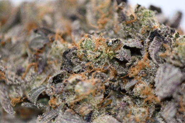 Hindu Kush (AAAA) - Image 2