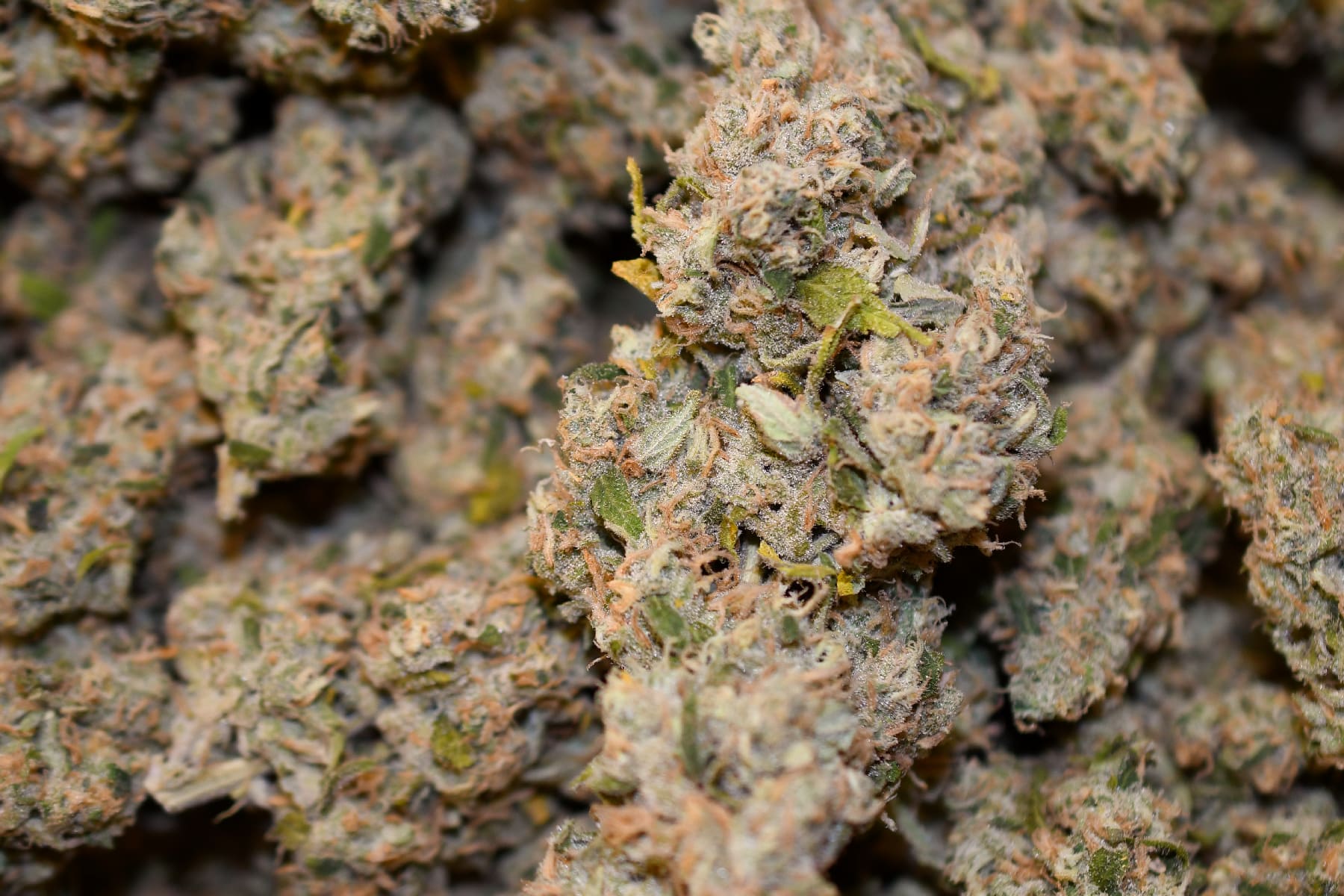 Apple Sherbet (Sativa)(AAAA) - Image 3