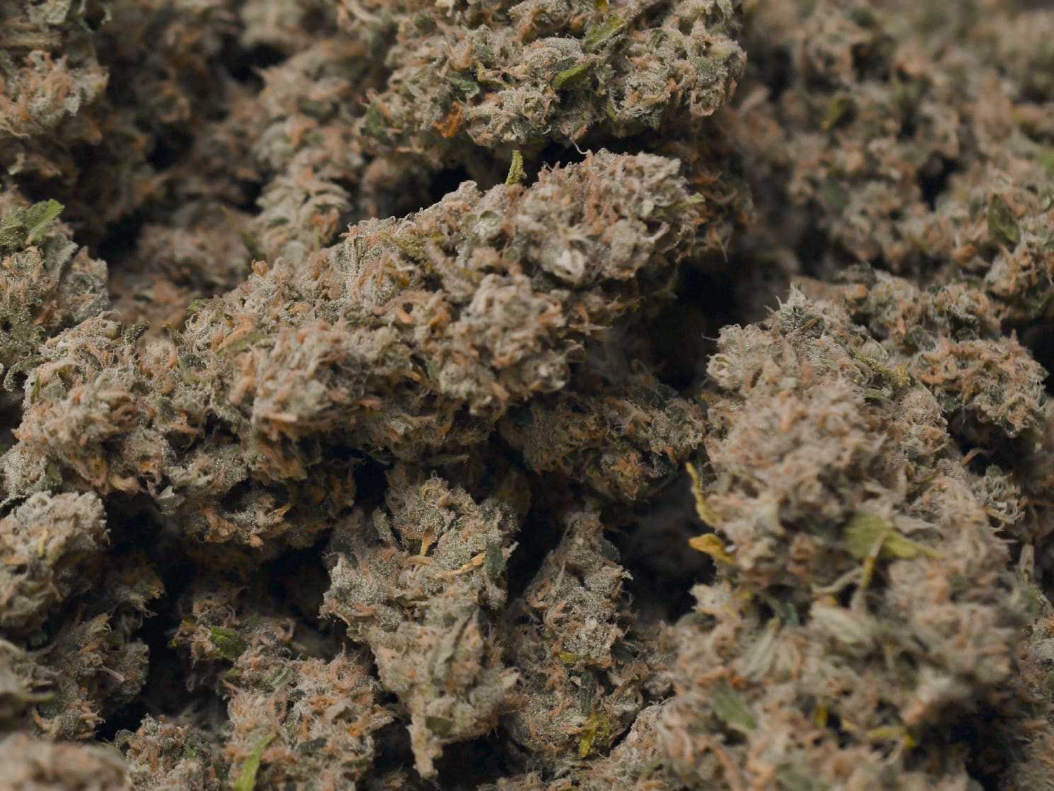 Apple Sherbet (Sativa)(AAAA) - Image 4