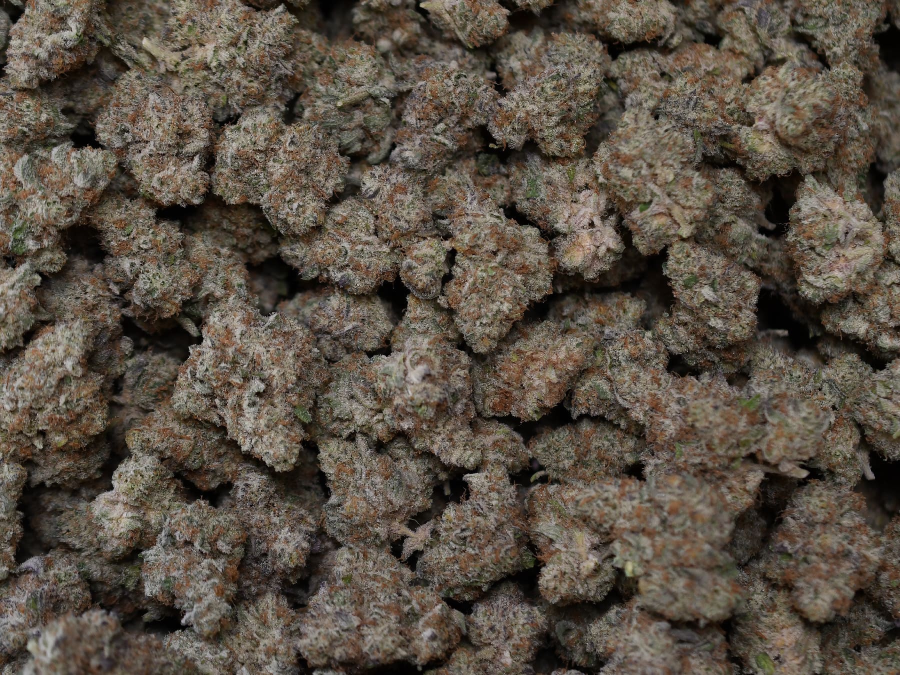 BubbleGum Gelato - Image 4