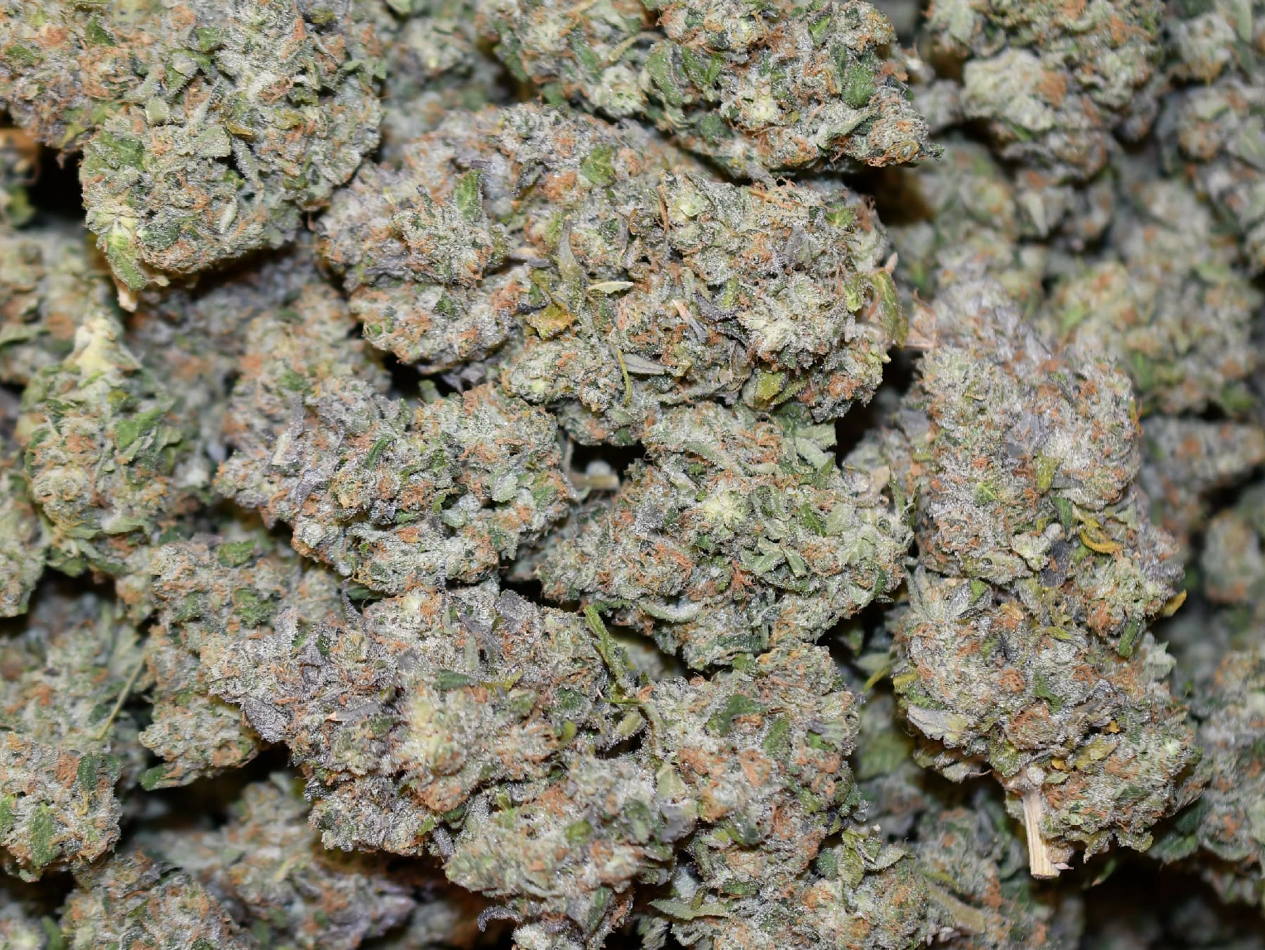 BubbleGum Gelato - Image 3