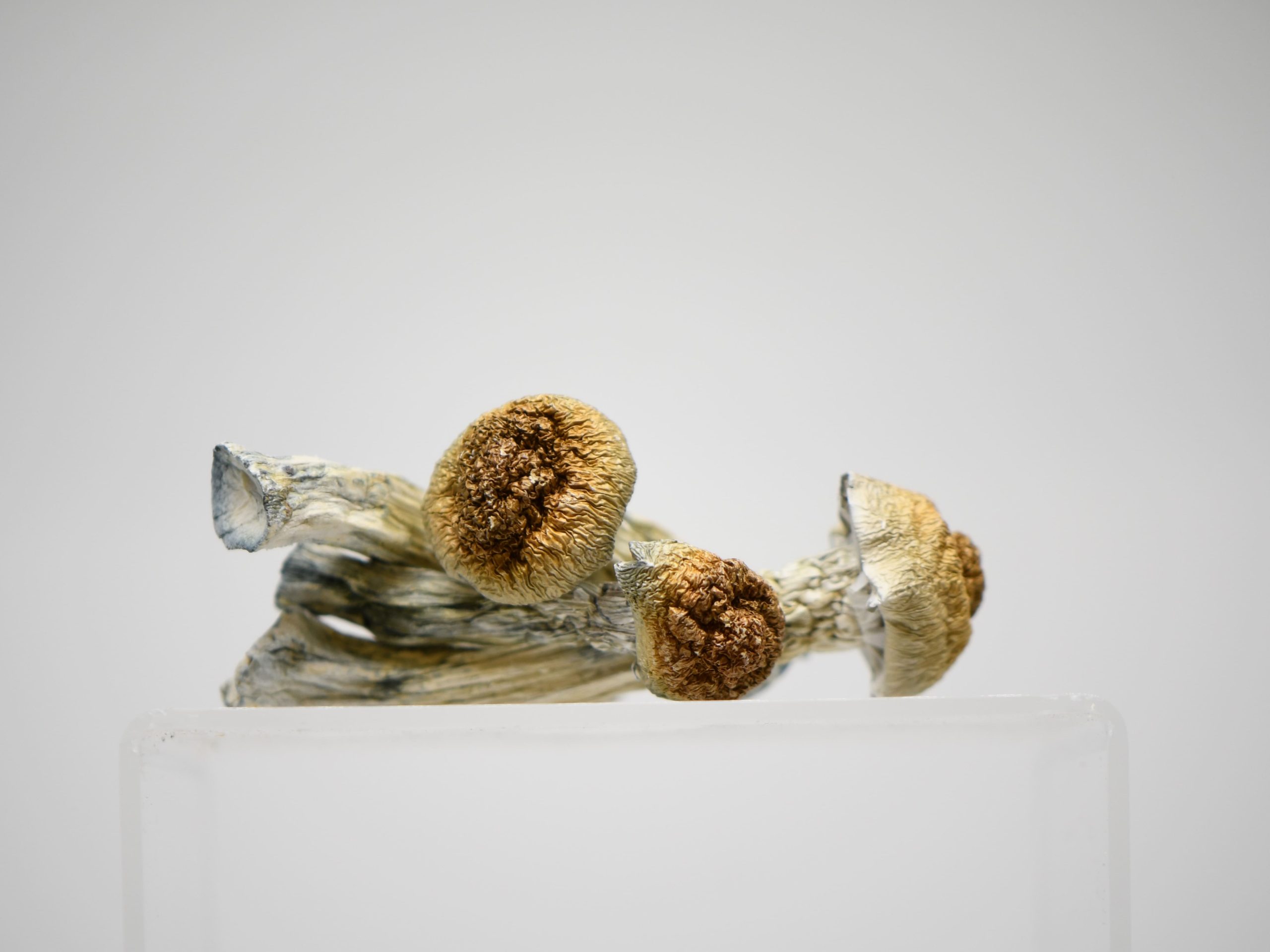 Mix & Match Quarter Pound Magic Mushrooms - Image 5