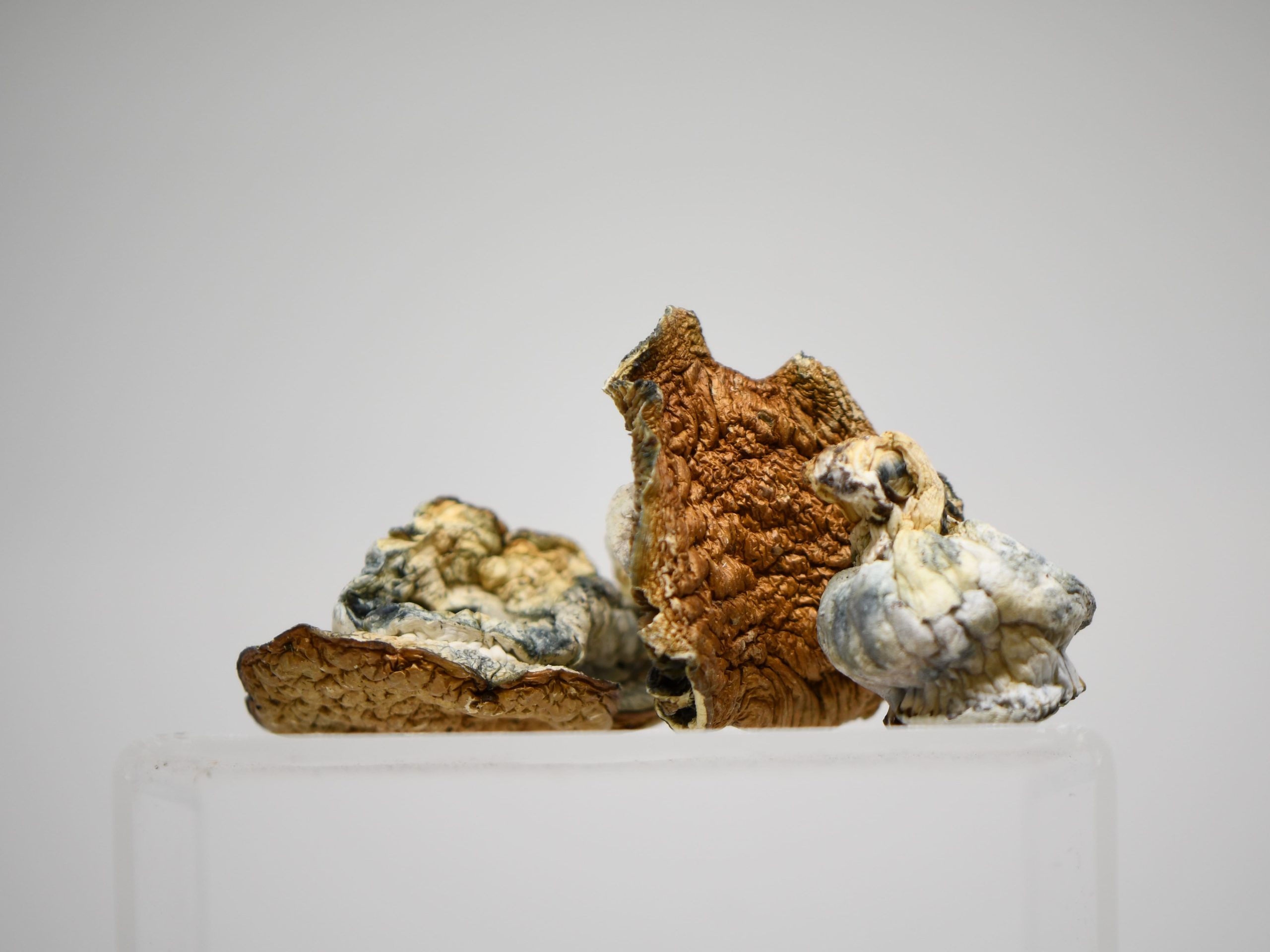 Mix & Match Quarter Pound Magic Mushrooms - Image 4