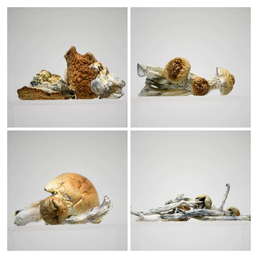 Mix & Match Quarter Pound Magic Mushrooms