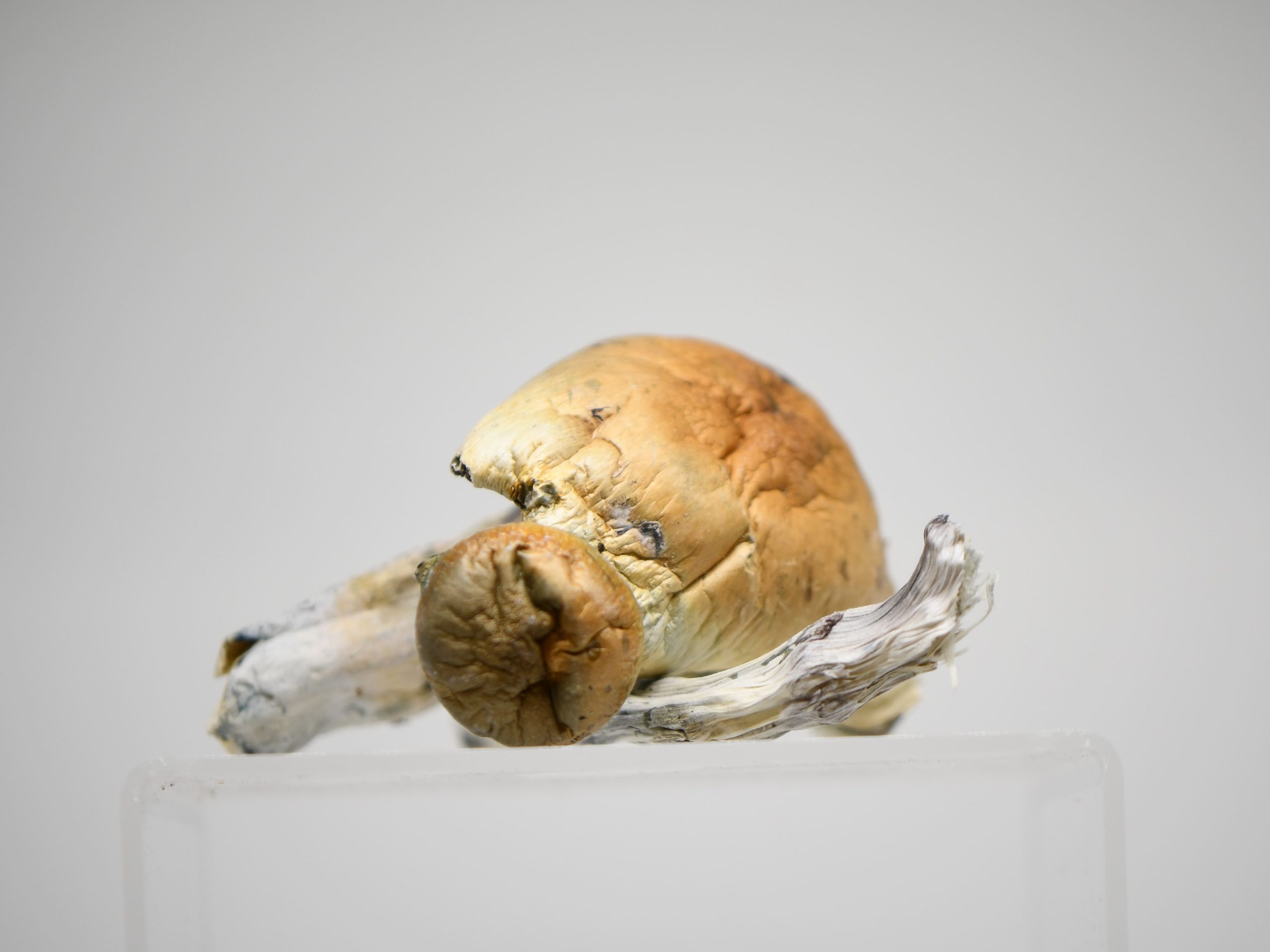 Mix & Match Quarter Pound Magic Mushrooms - Image 2