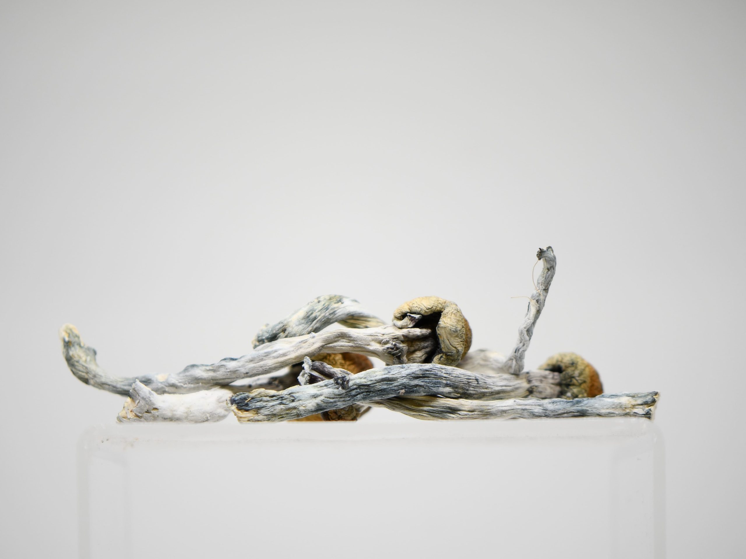 Mix & Match Quarter Pound Magic Mushrooms - Image 3