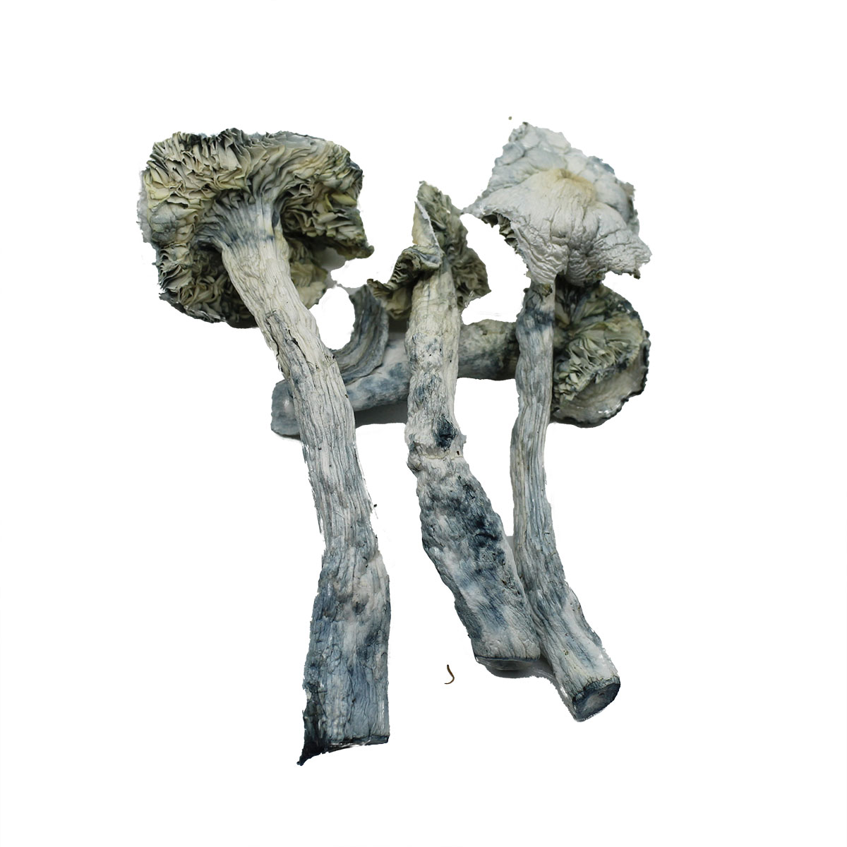 Albino Zilla - Image 3