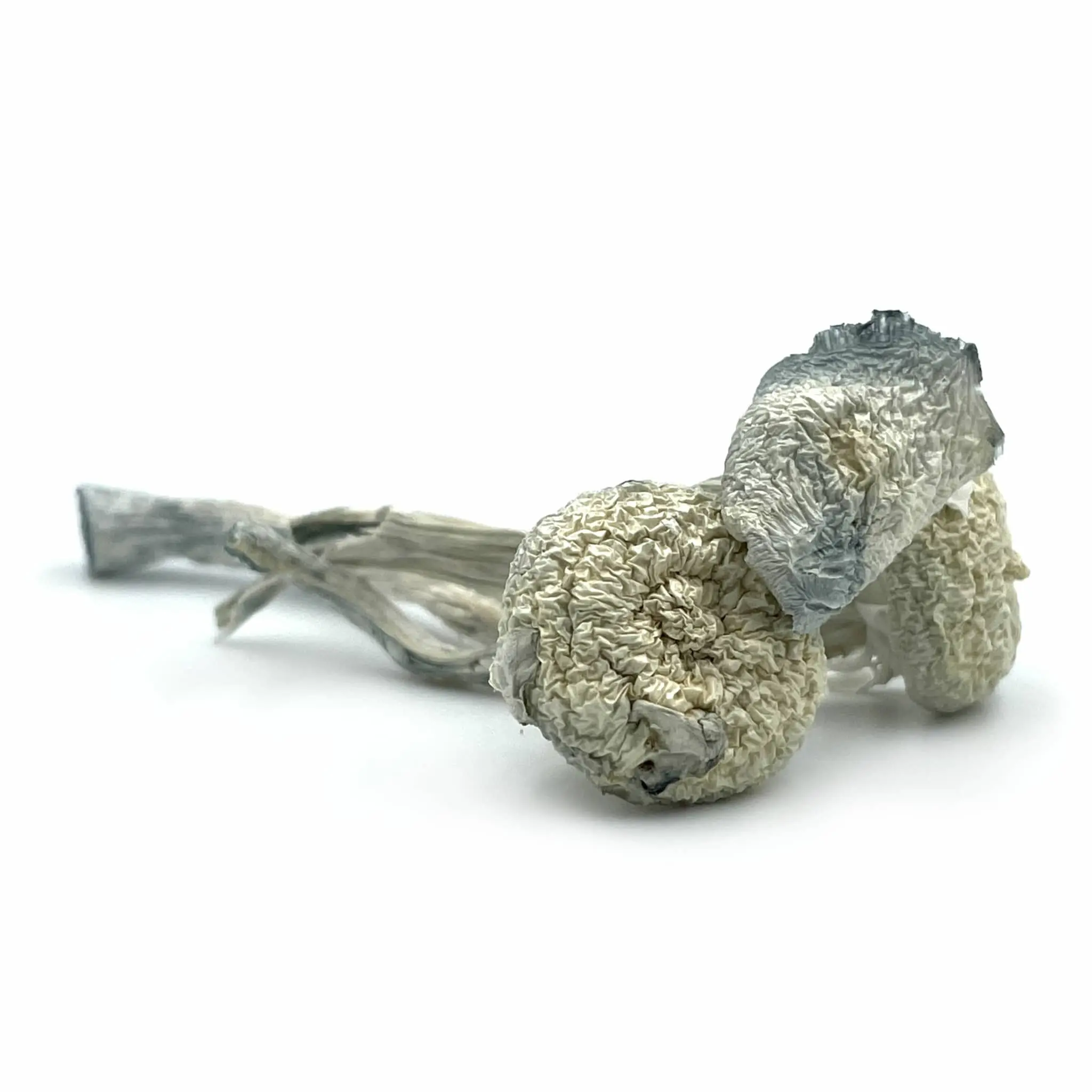 Albino Zilla - Image 2