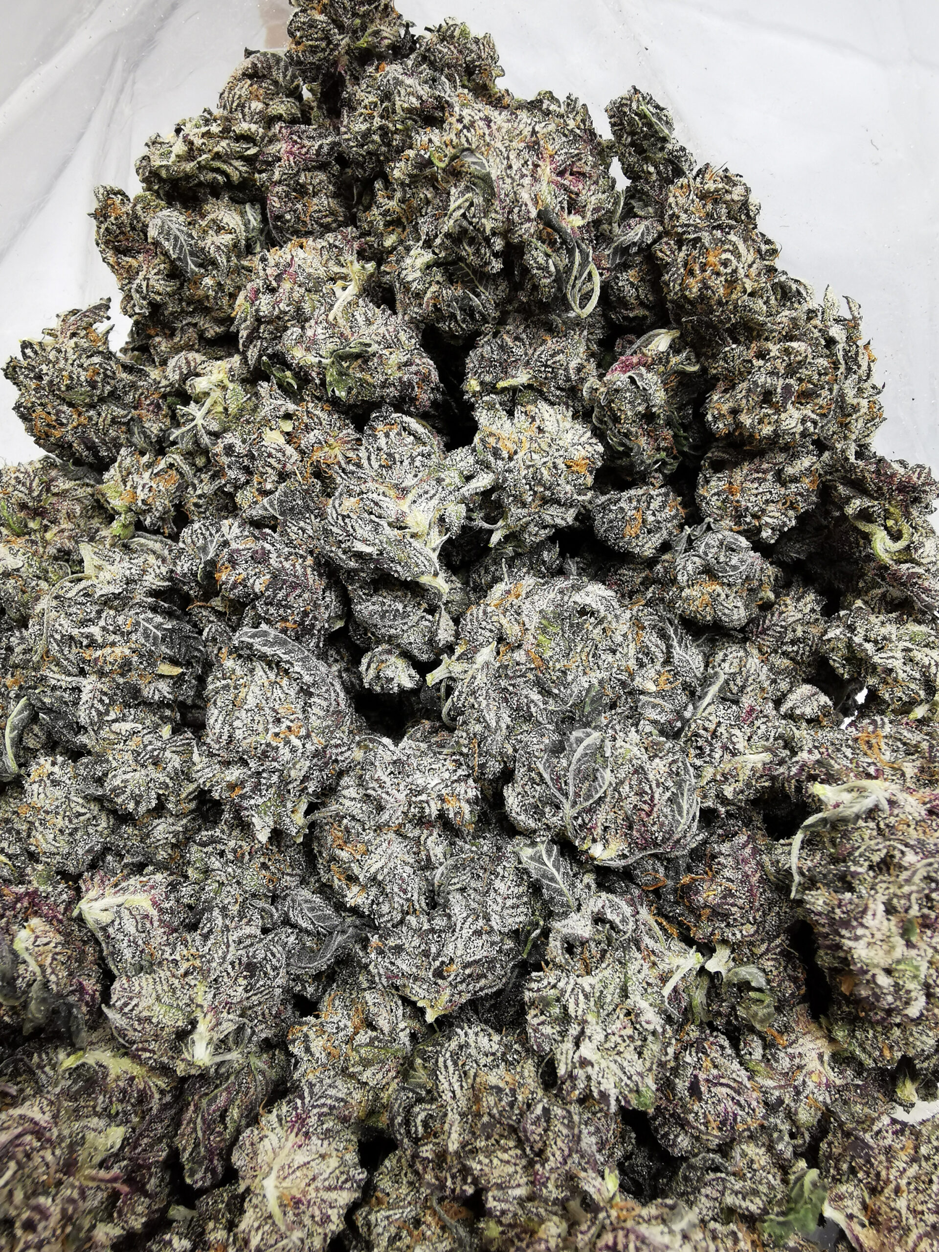 Black Cherry Truffle AAAA+ - Image 4