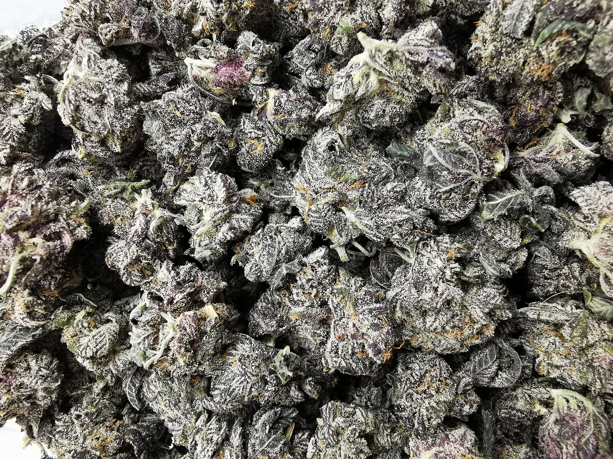 Black Cherry Truffle AAAA+ - Image 3