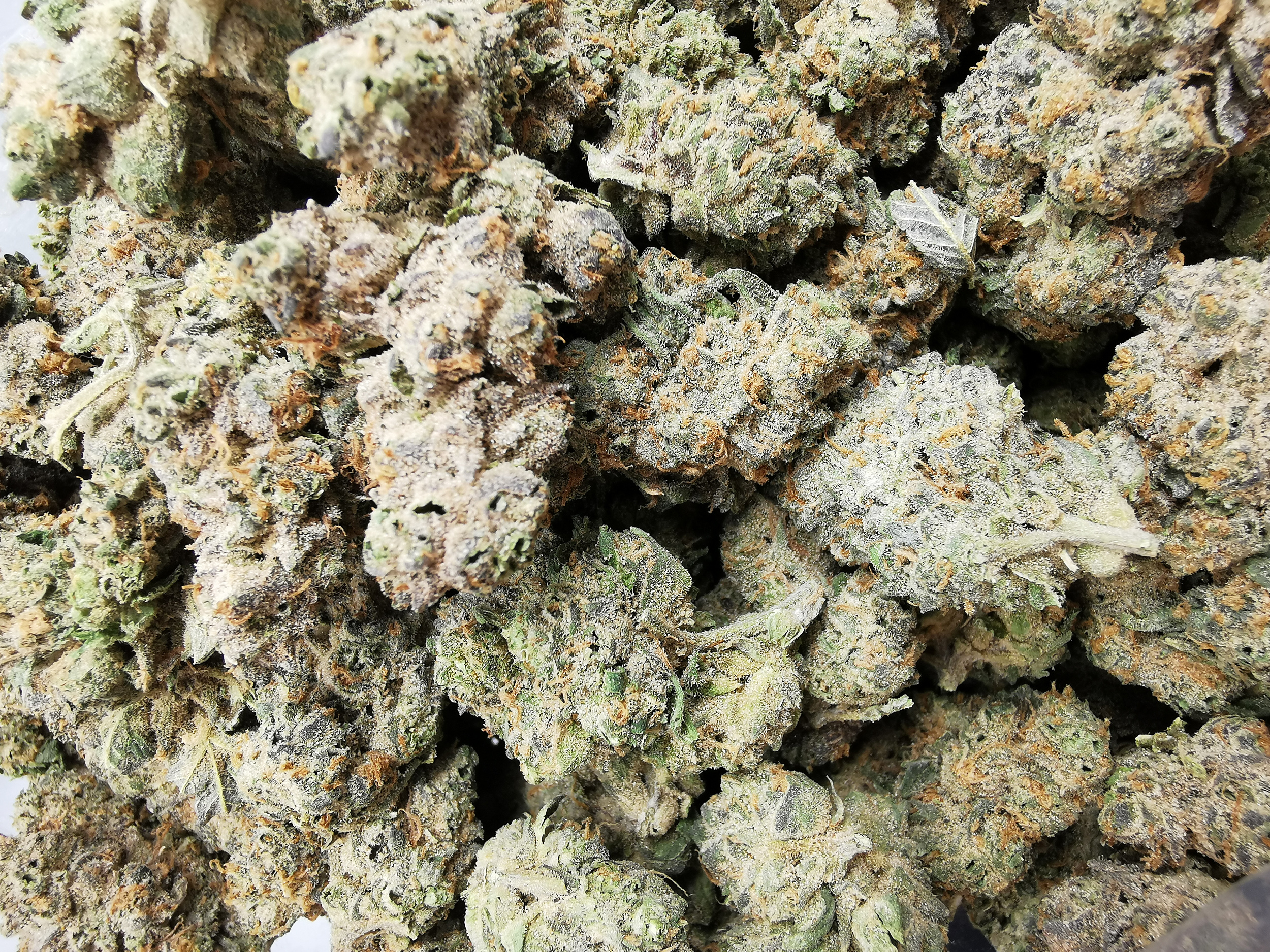 AAAA Blueberry Cookies - Image 5