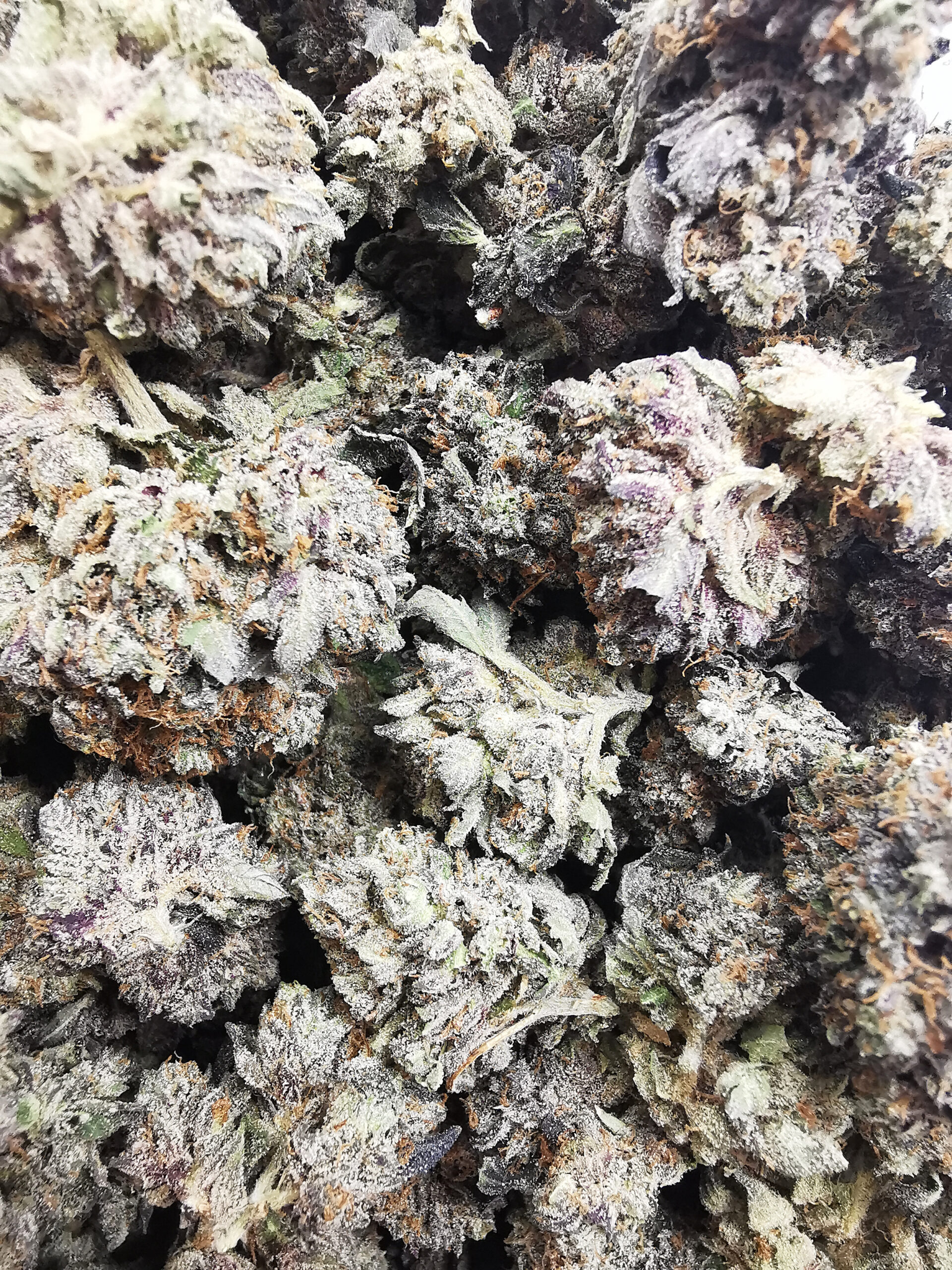 AAAA+ Black Bubba - Image 4