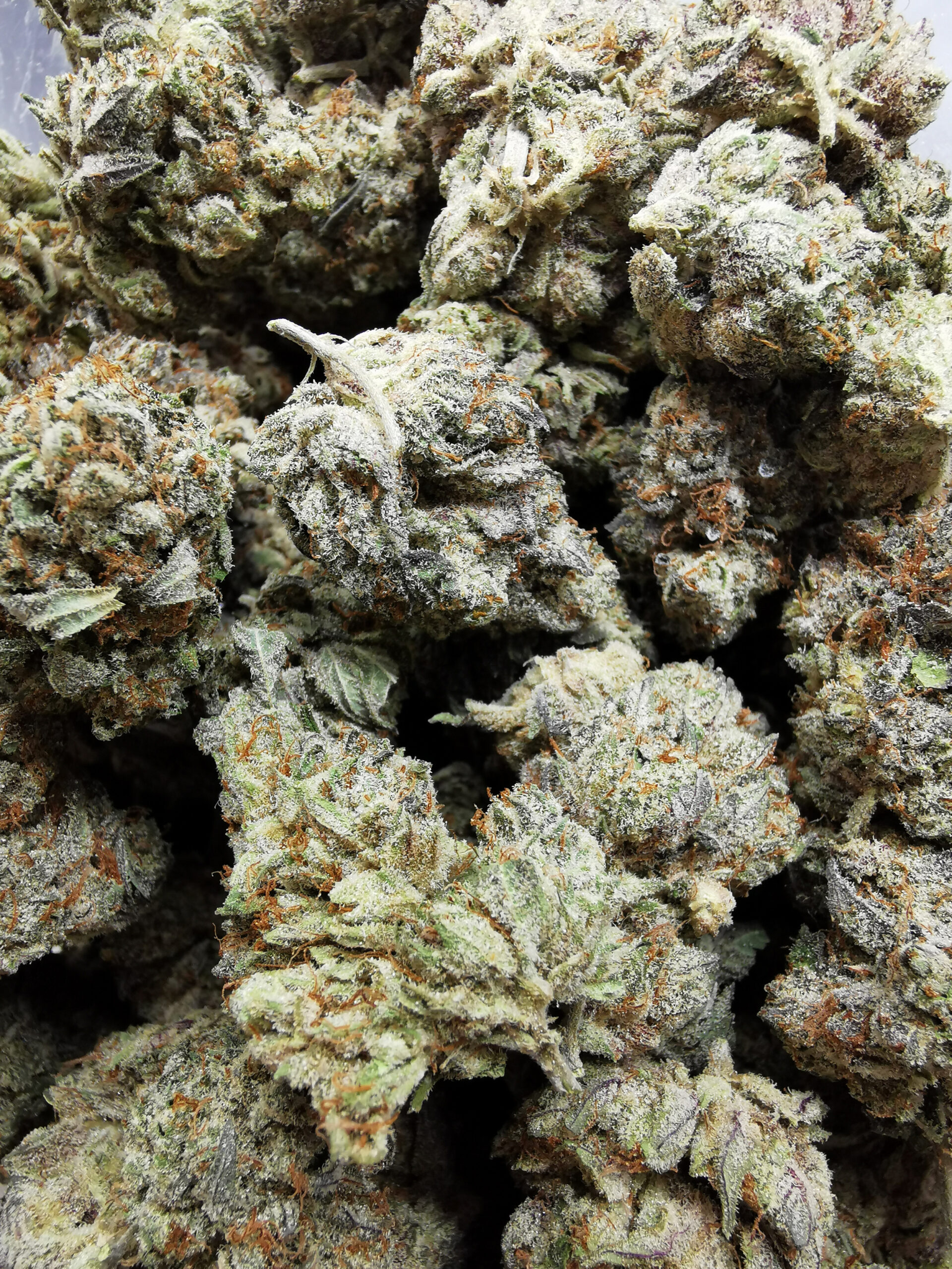 AAAA Purple Kush - Image 4