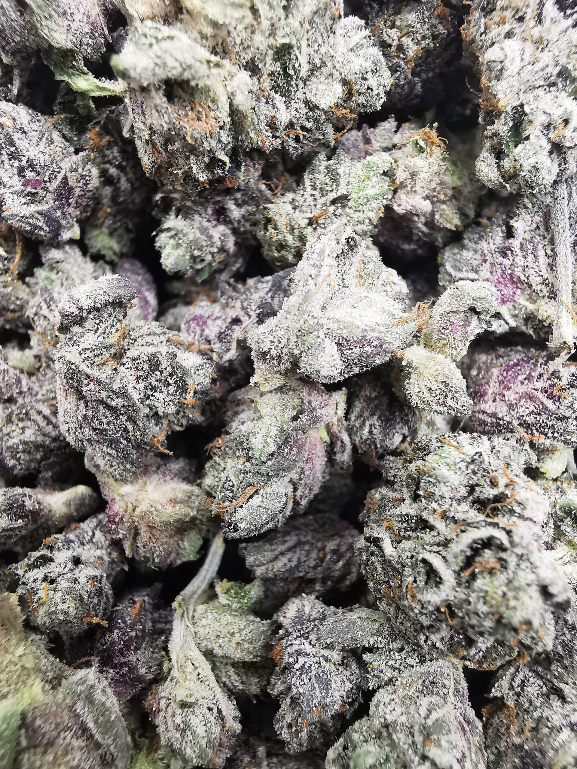 AAAA++ El Chapo Smalls