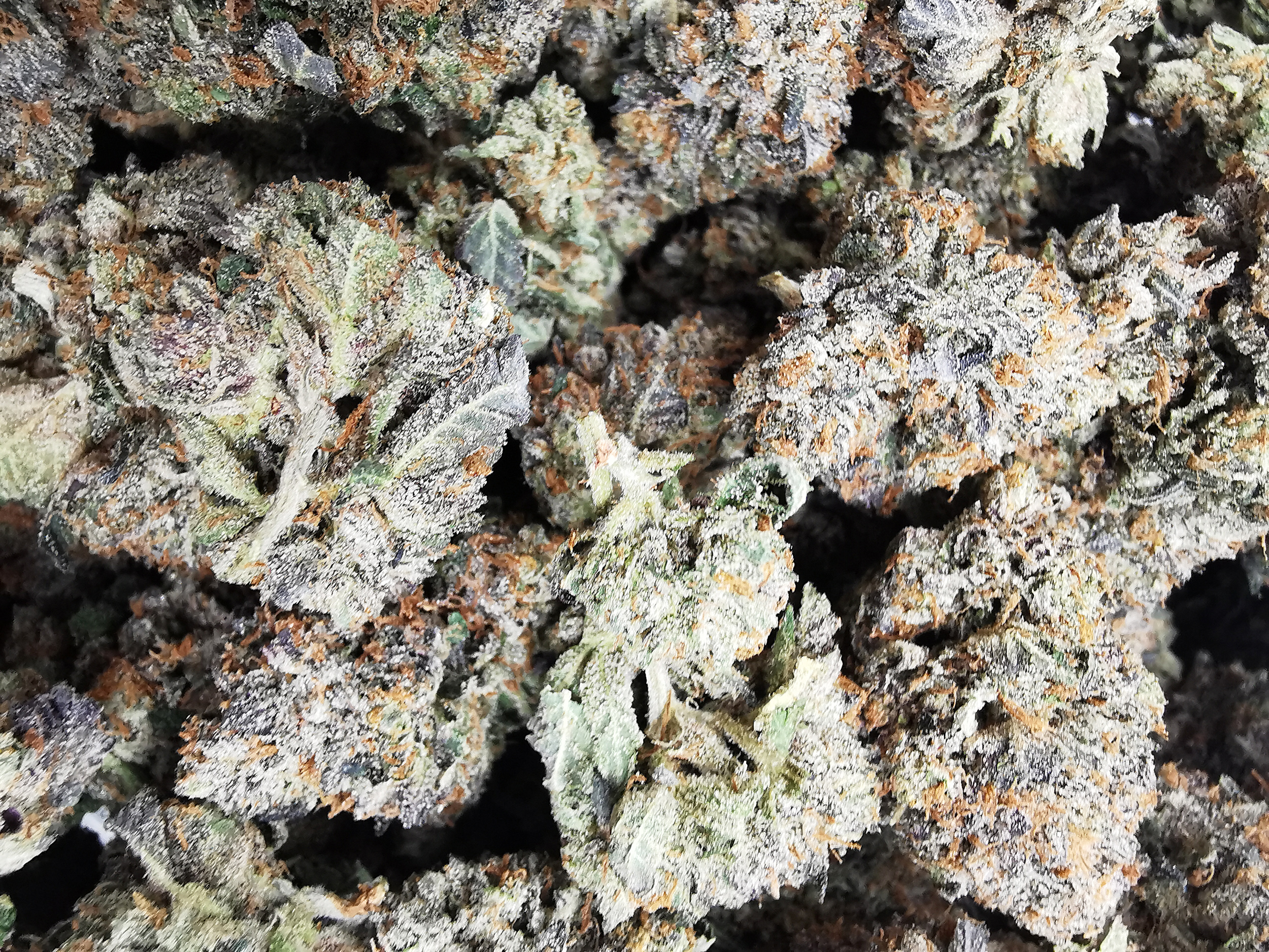 AAAA+ Tuna Kush - Image 4