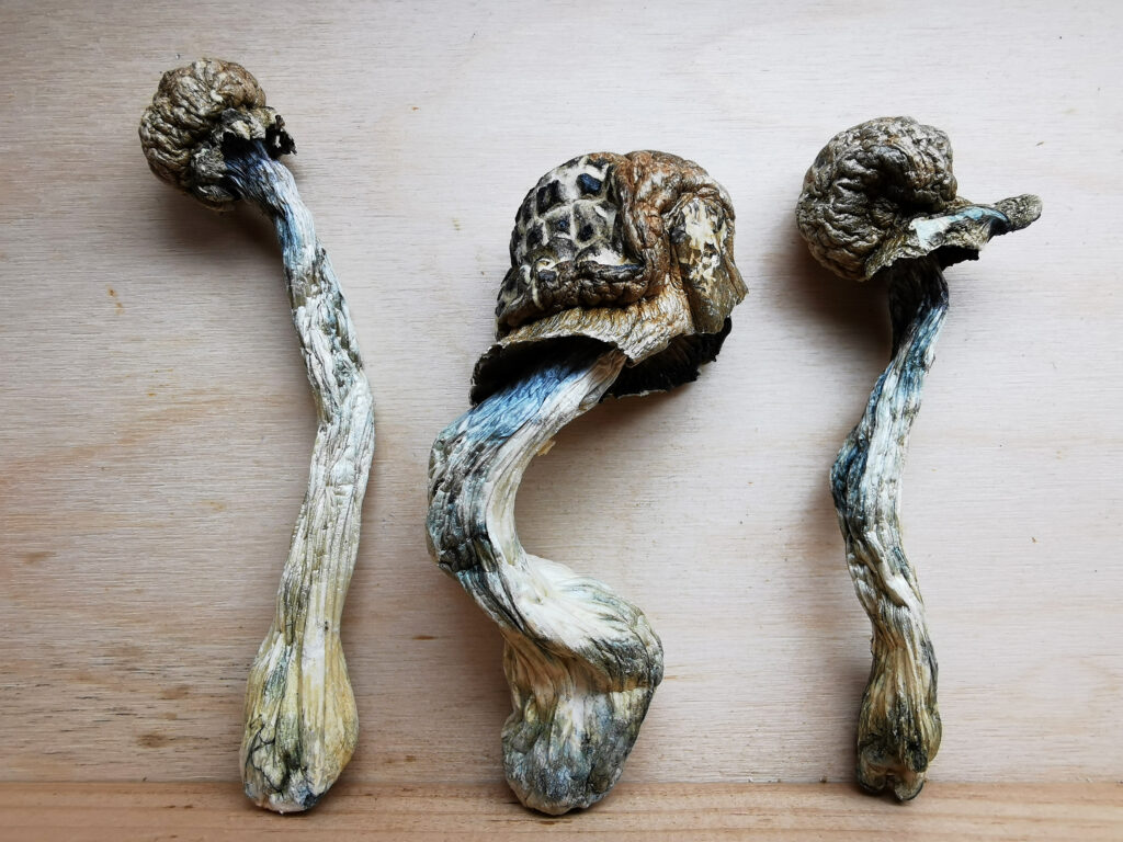 Mazatapec Magic Mushroom