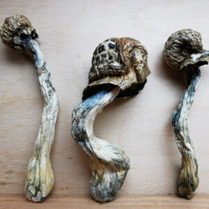 Mazatapec Magic Mushroom
