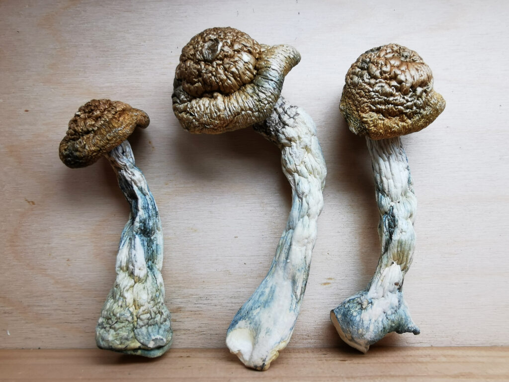Penis Envy #7 Magic Mushroom