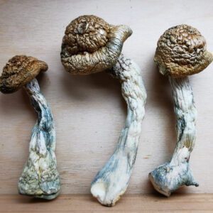 Penis Envy #7 Magic Mushroom