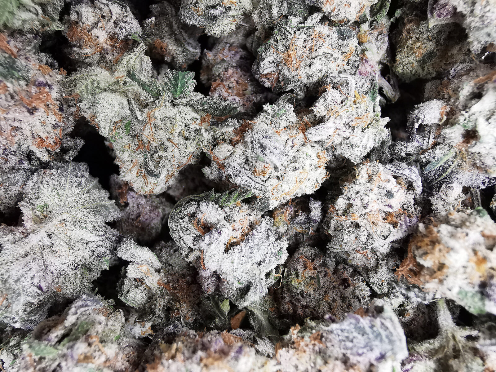 AAAA White Widow Smalls - Image 3