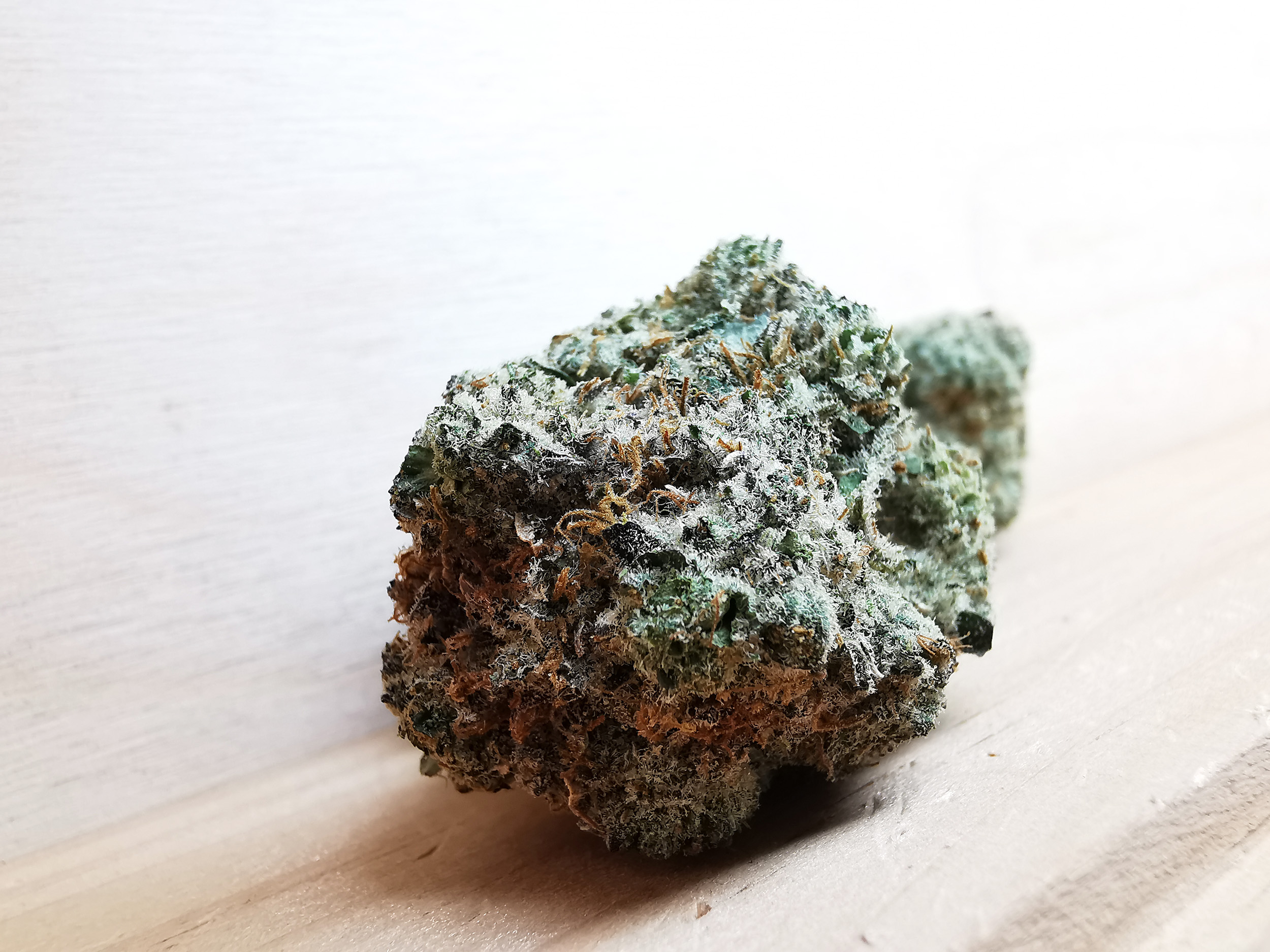 AAAA Blue Lobster - Image 3