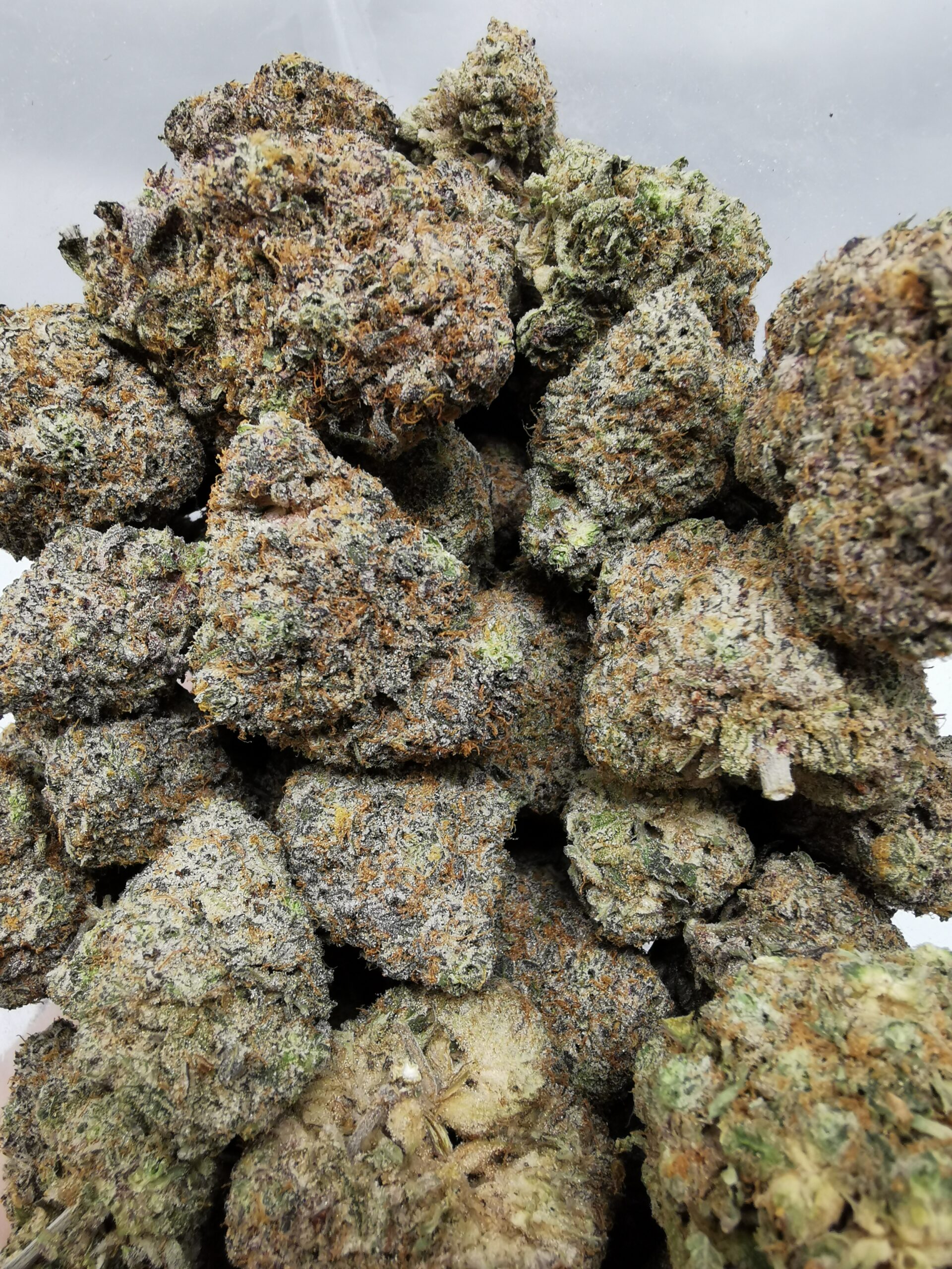 AAAA+ Blue Sunset Sherbet - Image 5