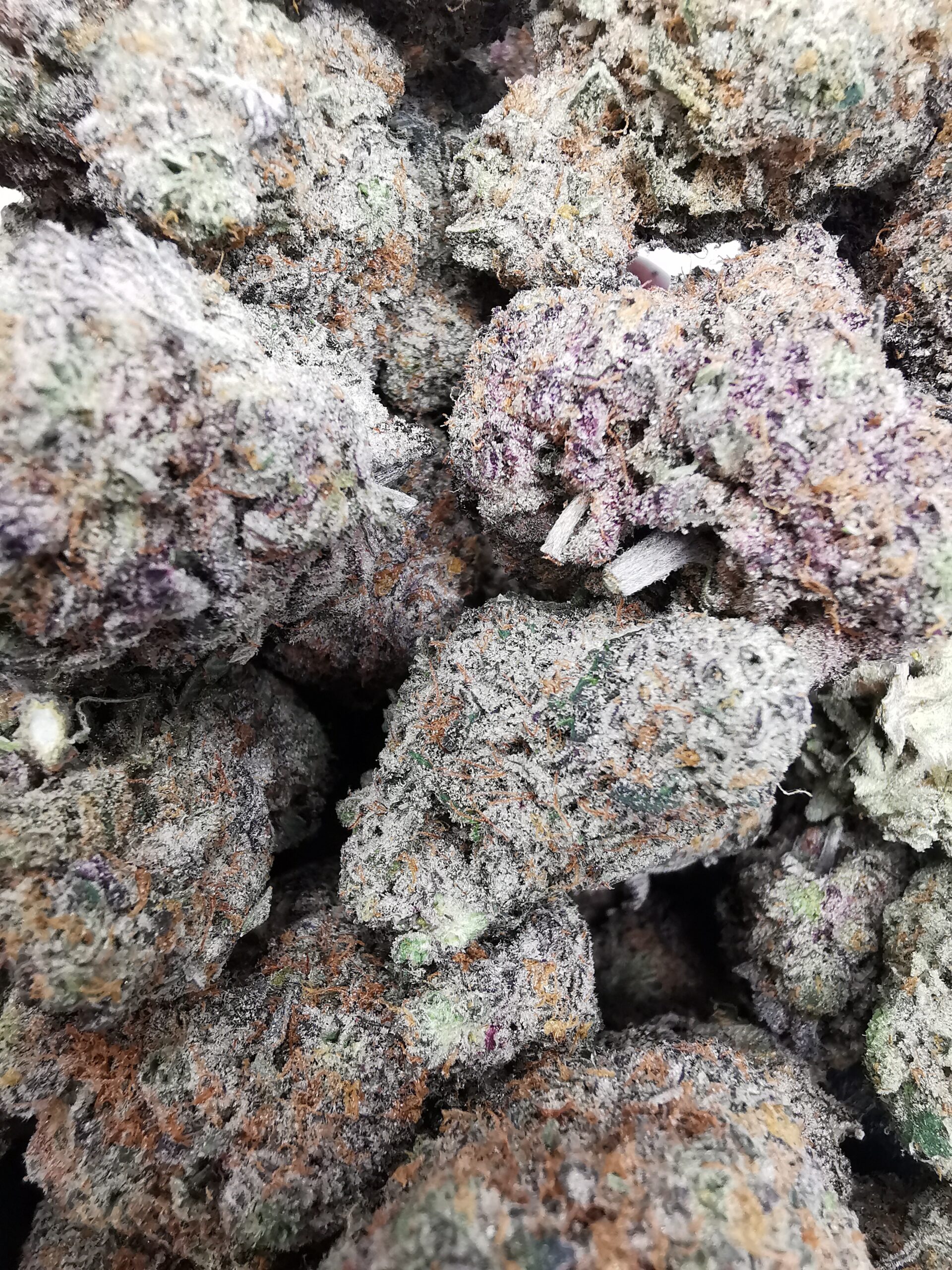 AAAA+ Blue Sunset Sherbet - Image 4