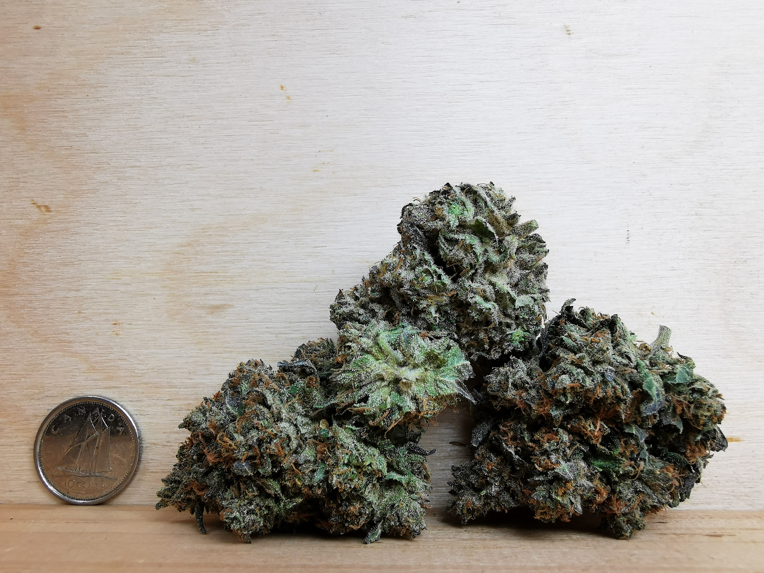 AAAA Rockstar Tuna Kush - Image 3