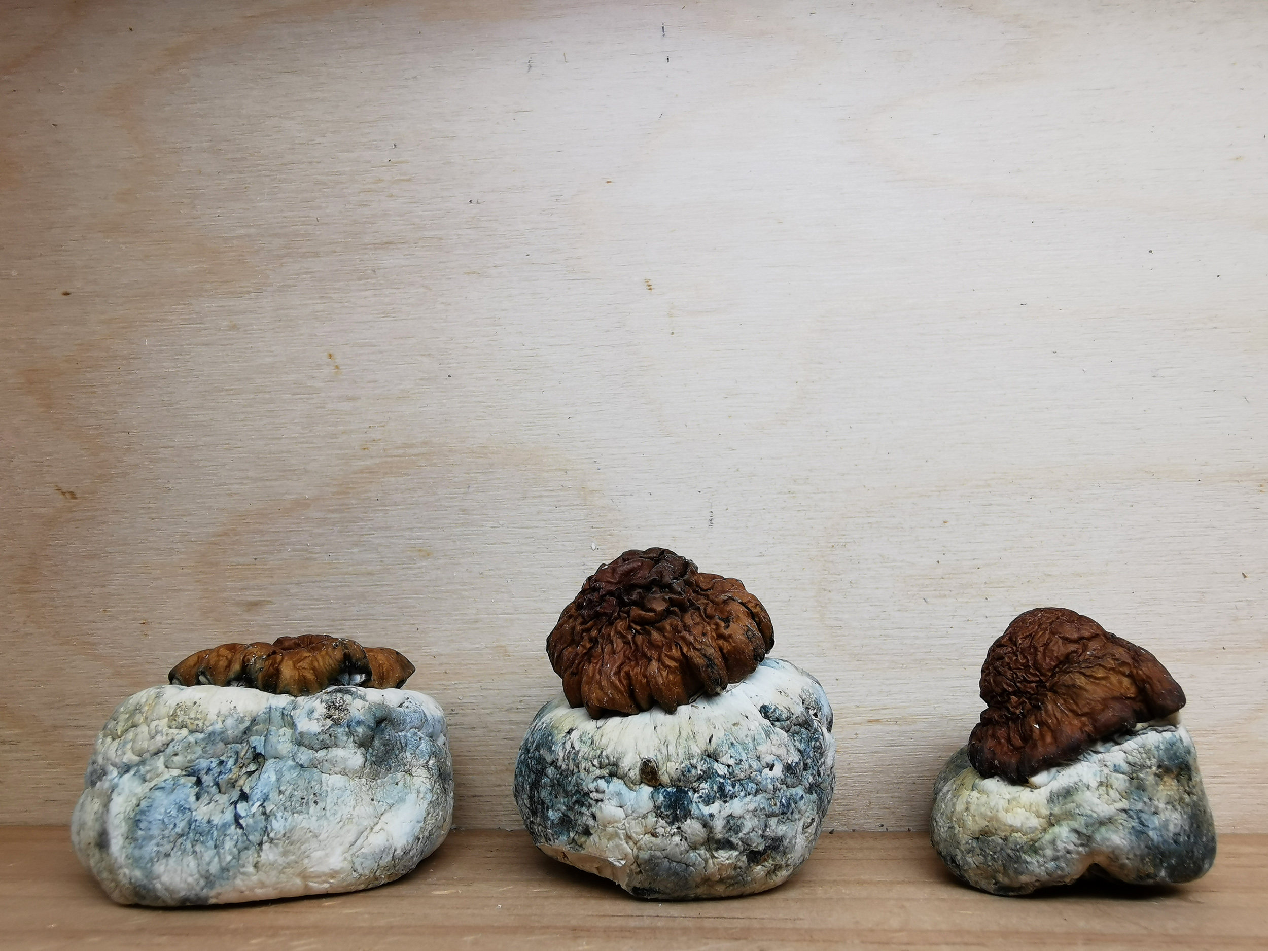 Dino Eggs Magic Mushrooms
