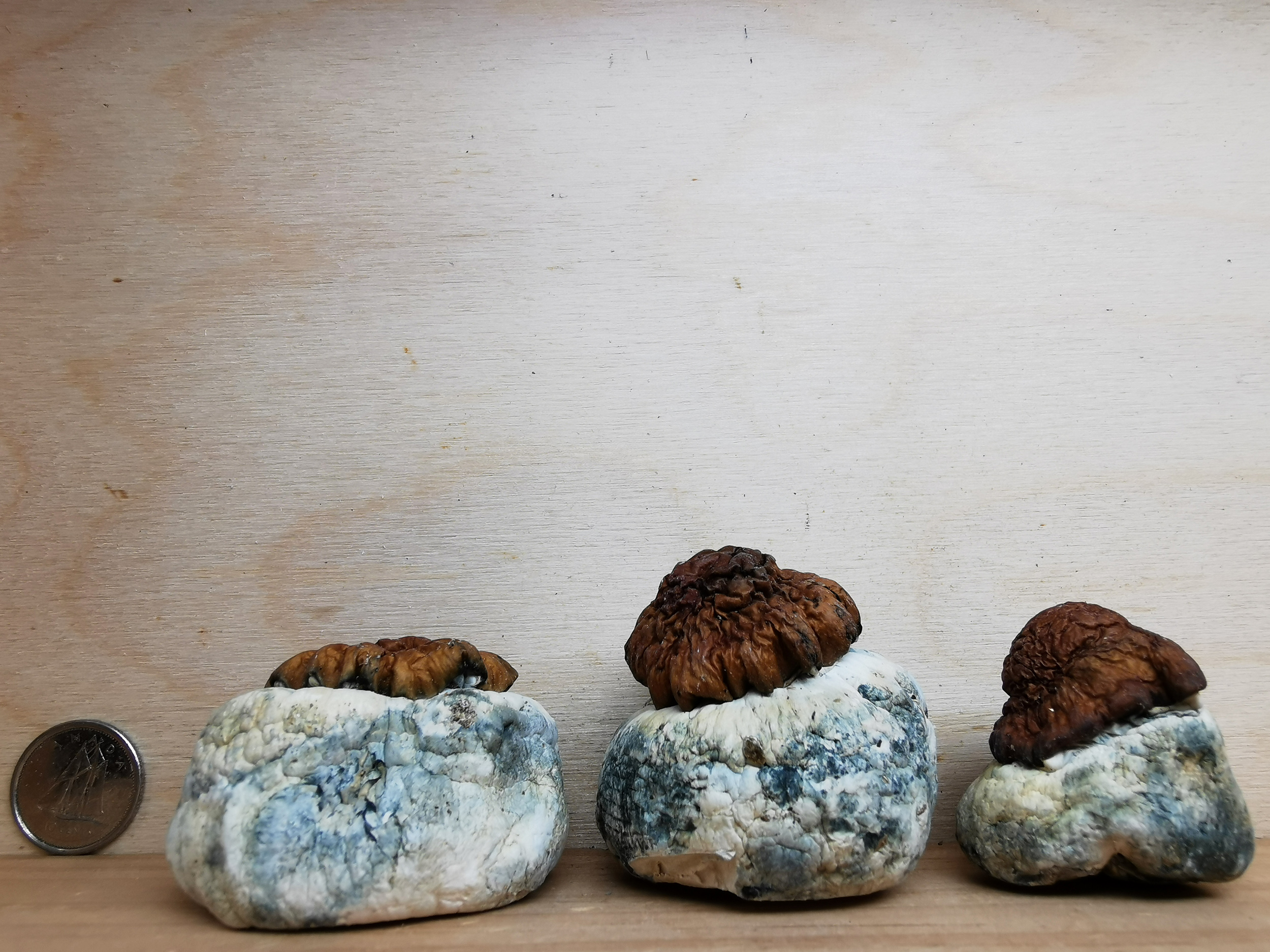 Dino Eggs Magic Mushrooms - Image 2