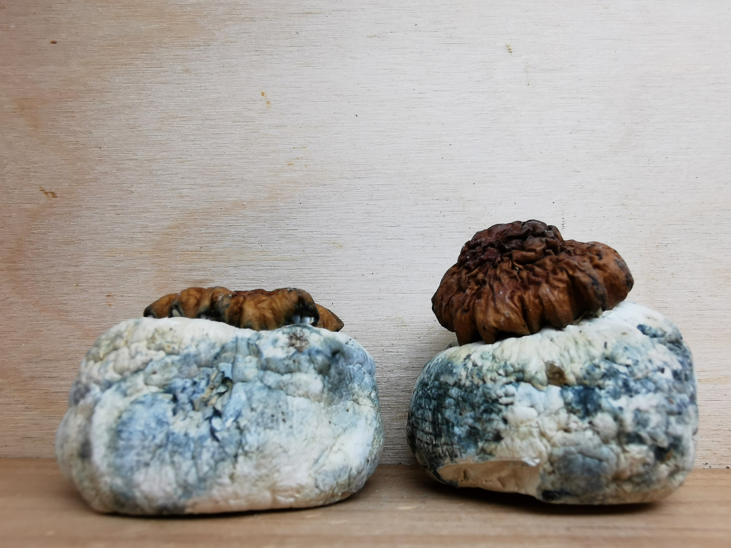 Dino Eggs Magic Mushrooms - Image 3