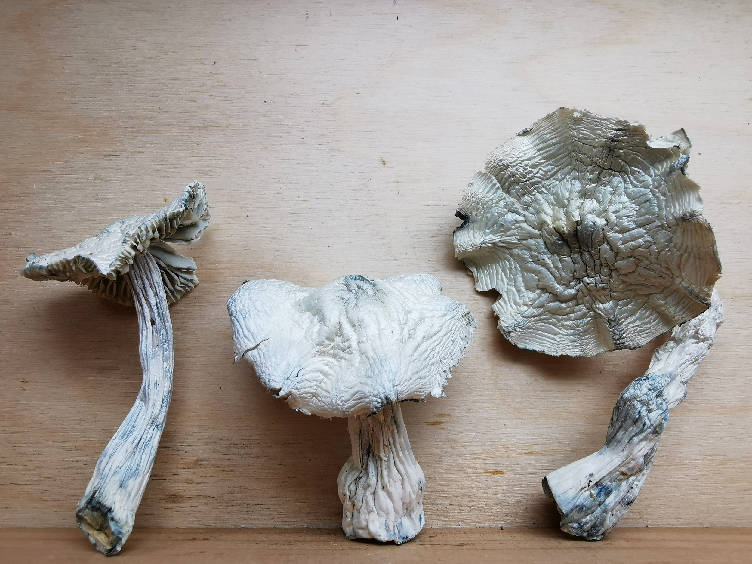 Jedi Mind Fuck Magic Mushroom