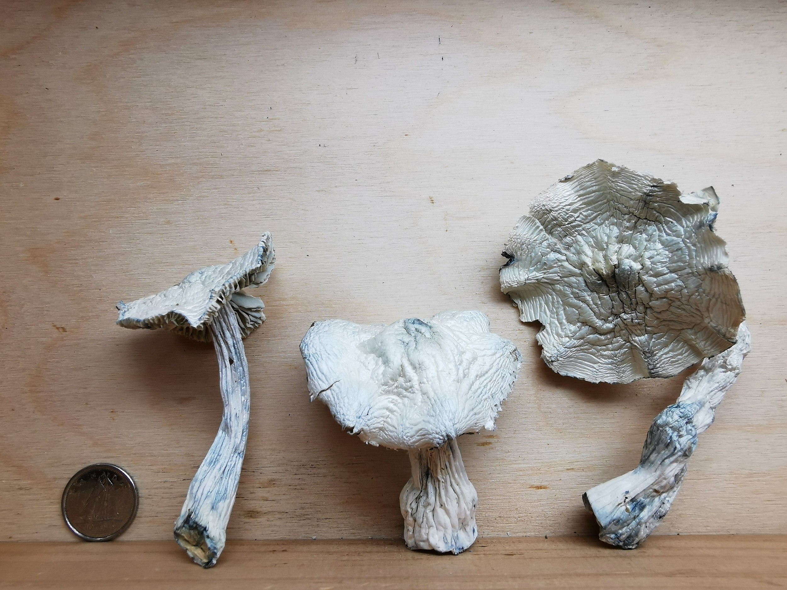 Jedi Mind Fuck Magic Mushroom - Image 2