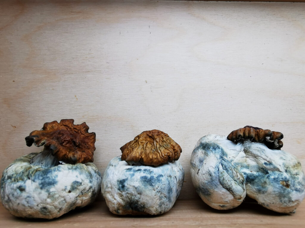 King Kong Magic Mushrooms